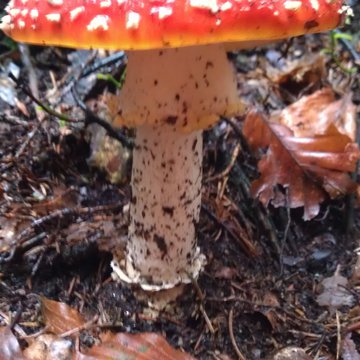 Quis nibh convallis fringilla