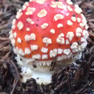 Quis nibh convallis fringilla