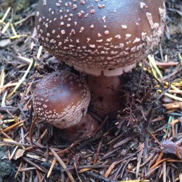 Quis nibh convallis fringilla