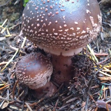 Quis nibh convallis fringilla